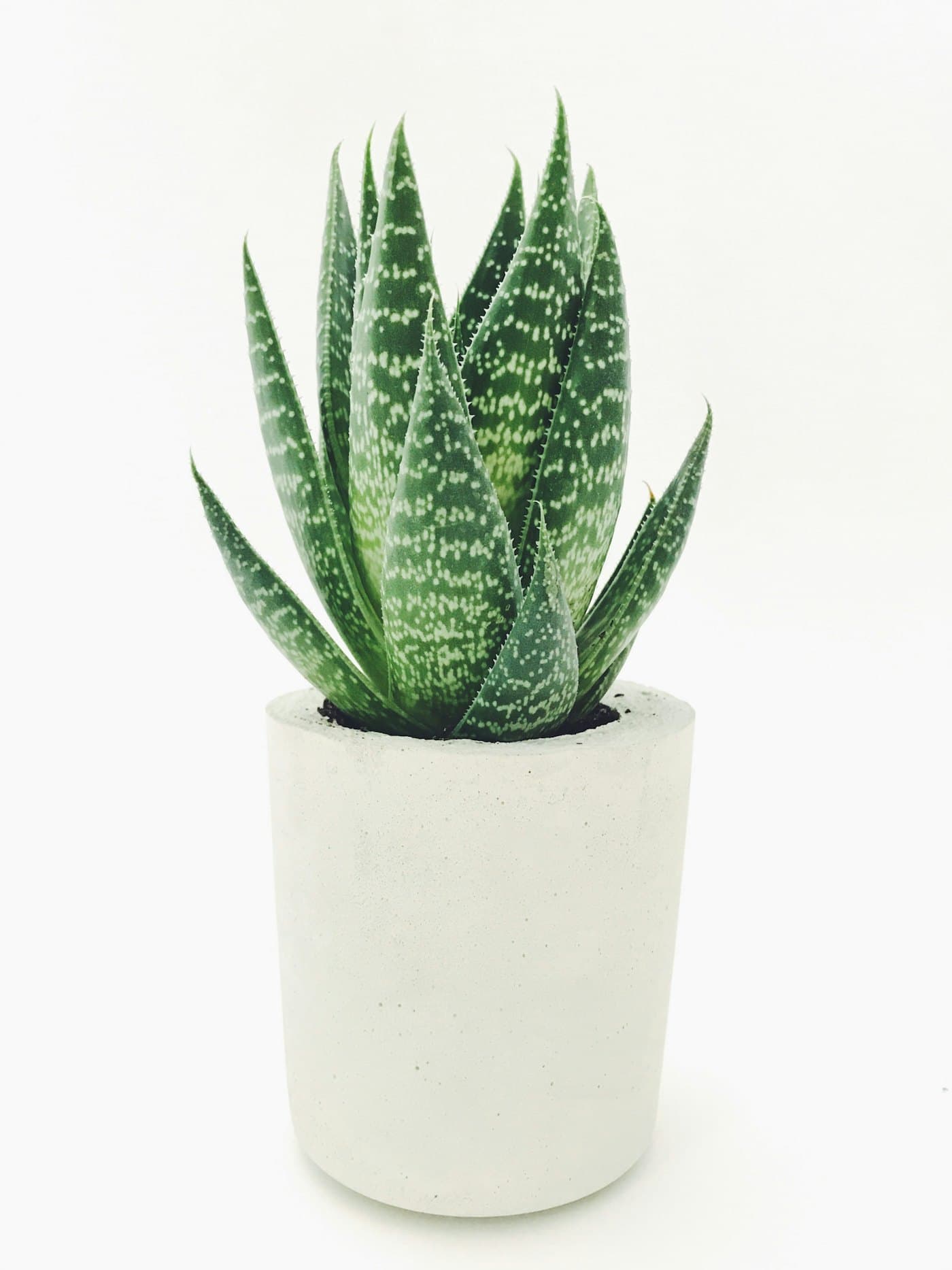 Aloe Vera with spiky speckled leaves in a white concrete pot