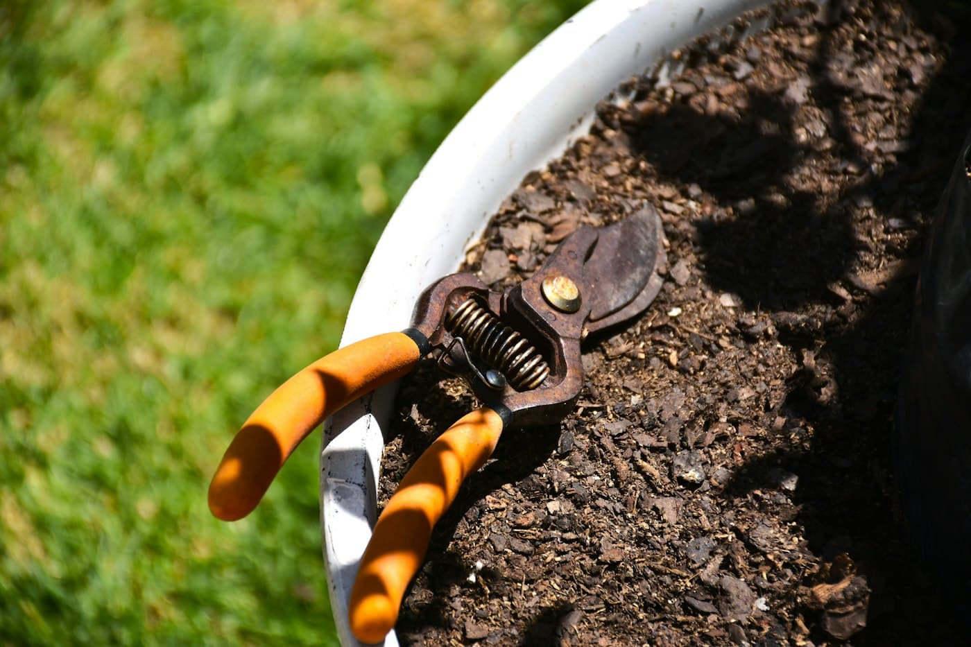 Pruning shears resting on the soil of a planted pot