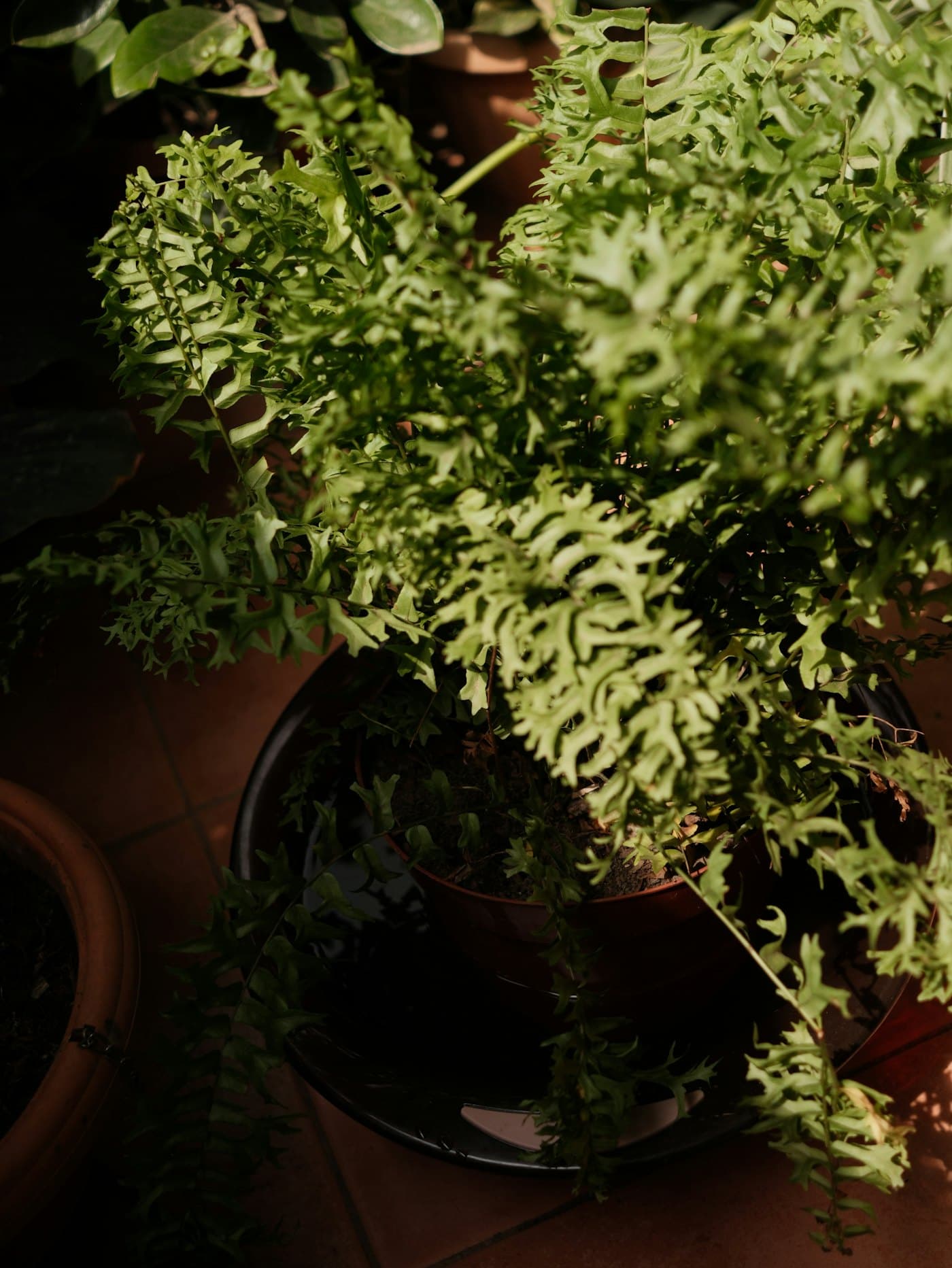 Boston Fern with dense, frilly fronds in a terracotta pot