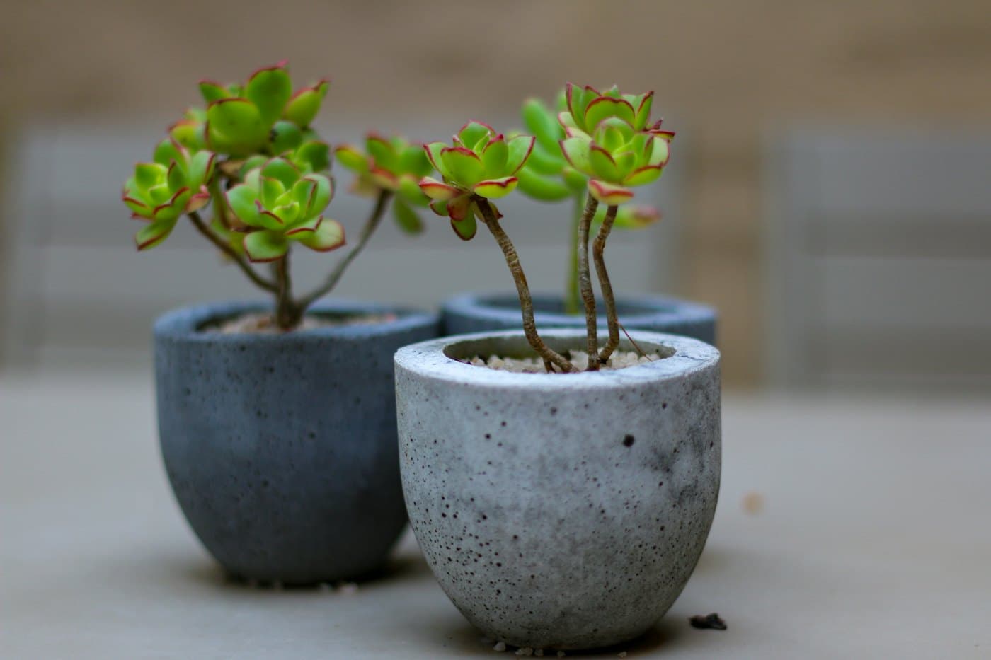 Two round concrete planters holding small succulents