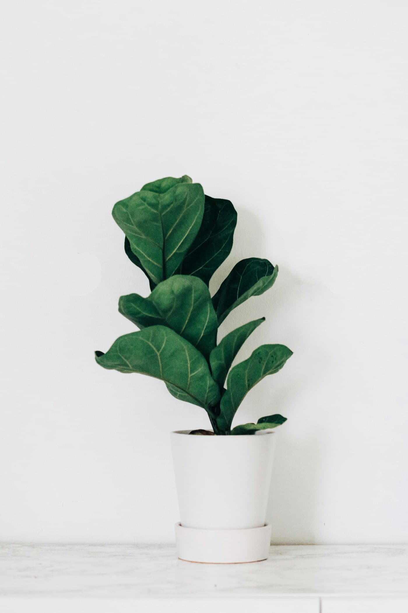 Young Fiddle Leaf Fig with broad violin shaped leaves in a white pot