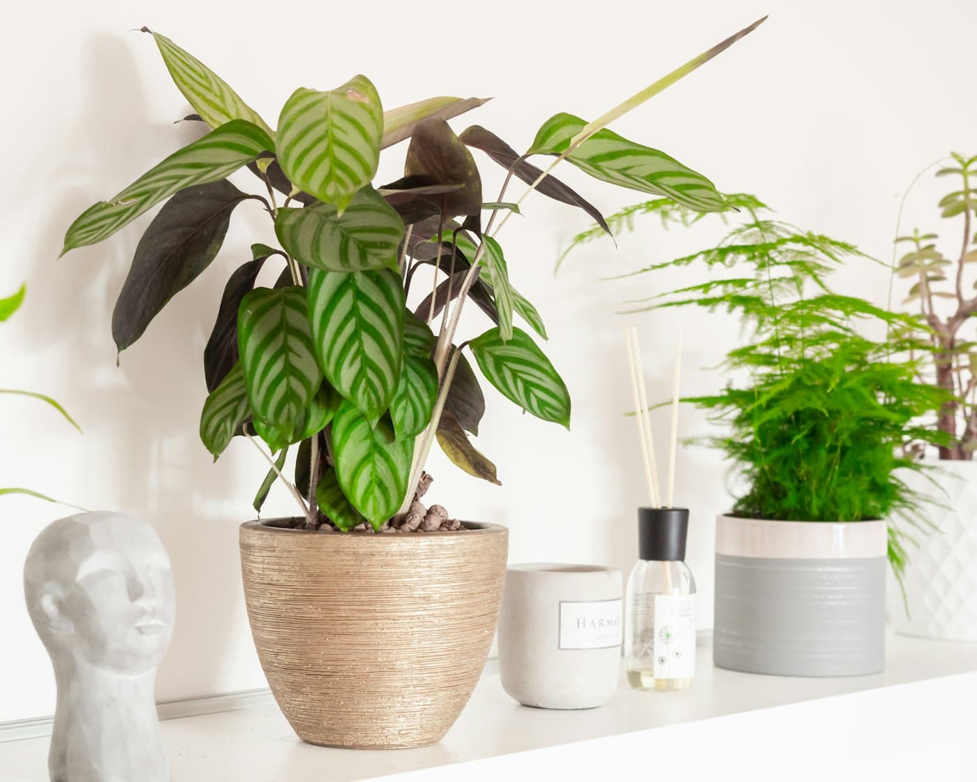Textured glazed ceramic pot holding a striped calathea on a white shelf