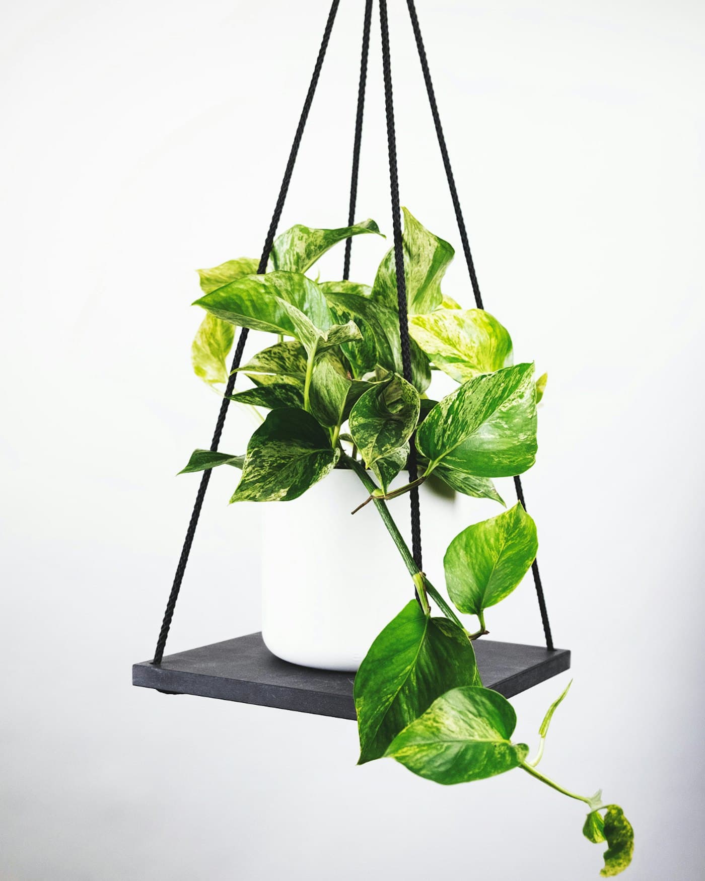 Golden Pothos with trailing variegated vines on a hanging shelf