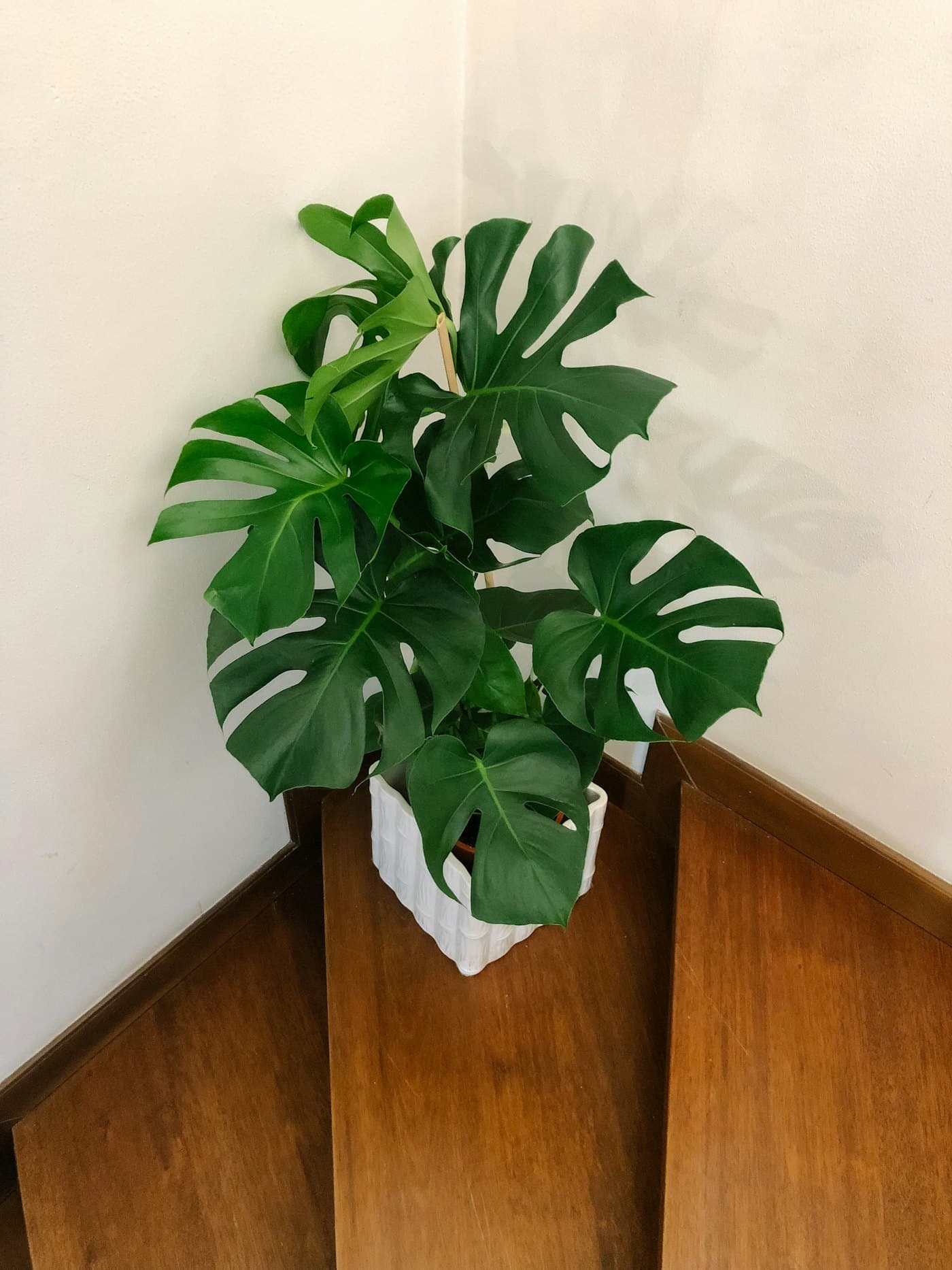 Monstera Deliciosa with large split leaves in a white pot on a wooden stand