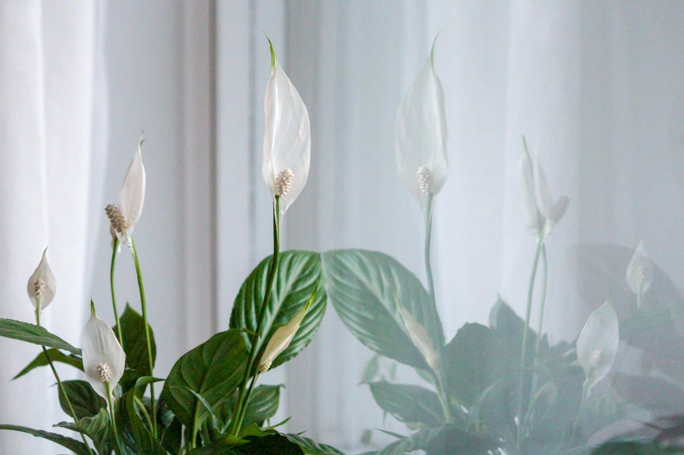 Peace Lily with white blooms and deep green leaves in soft window light