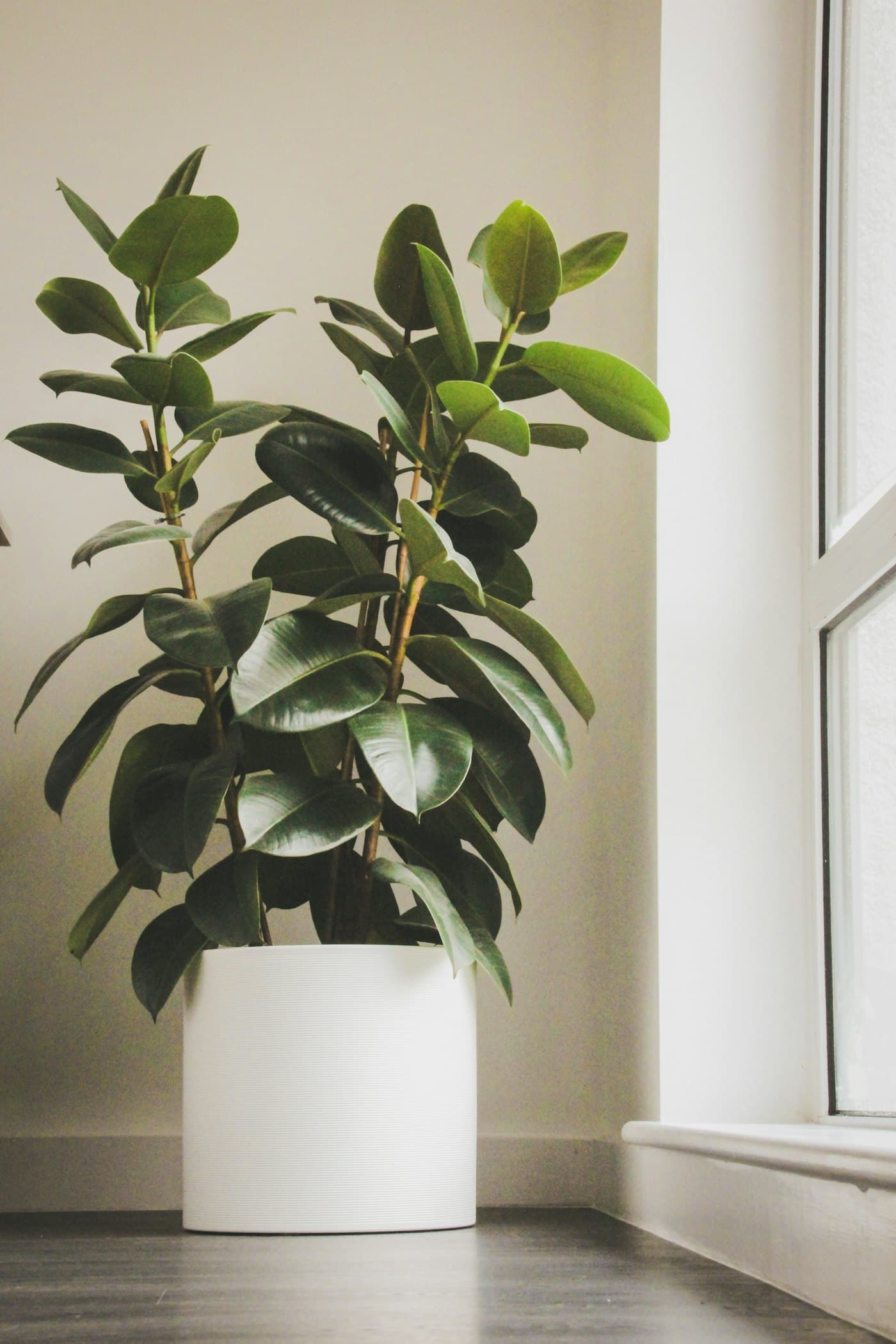 Rubber Plant with glossy oval leaves in a white pot beside a bright window