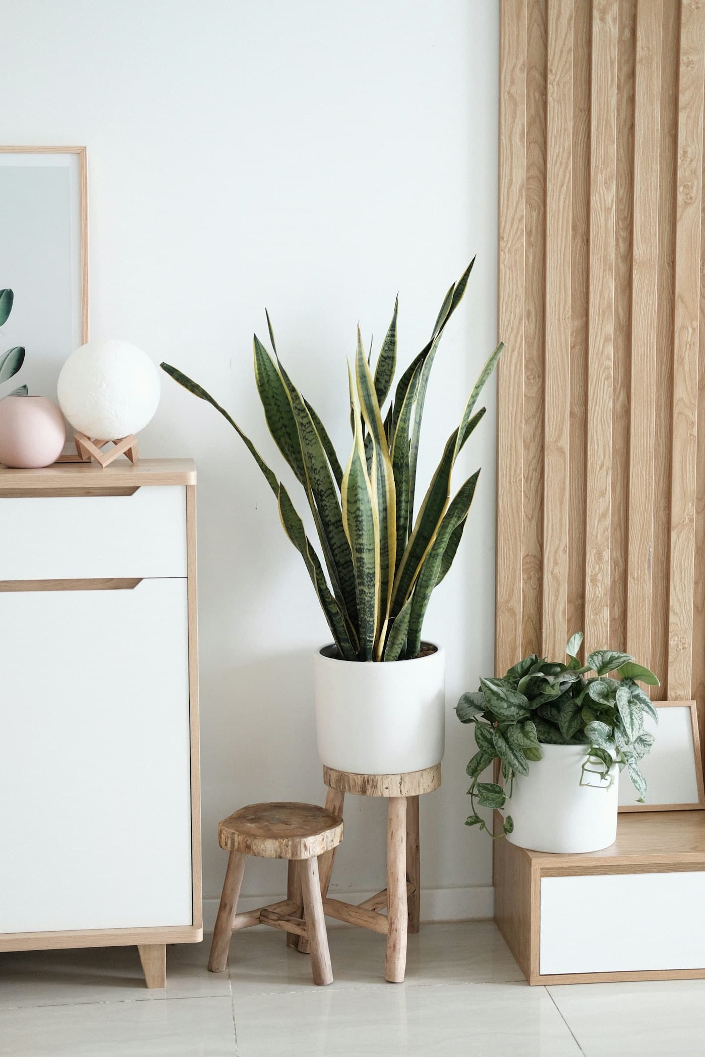 A snake plant in a white pot in a calm bedroom corner