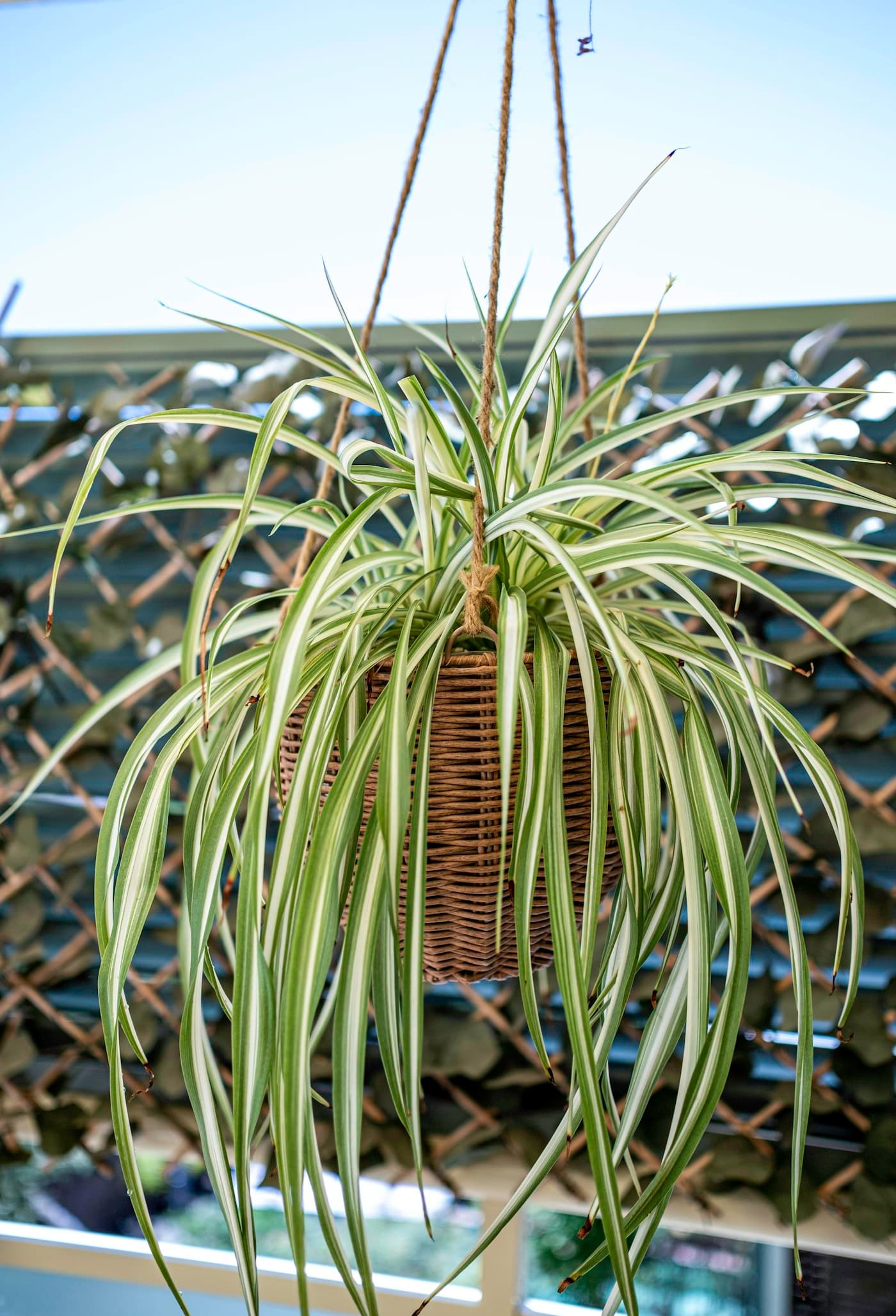Spider Plant with arching striped leaves in a hanging woven basket