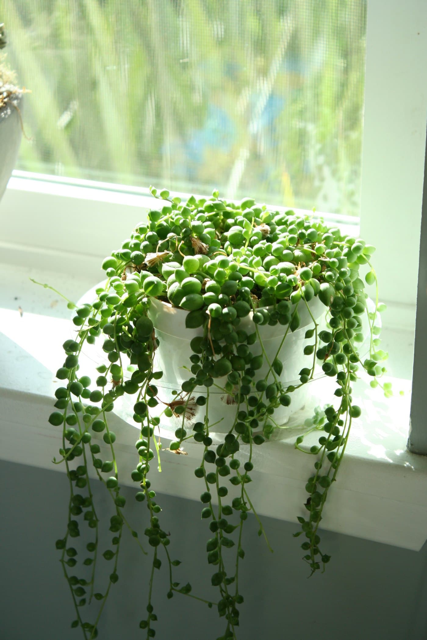 String of Pearls succulent spilling over a white pot on a sunny windowsill