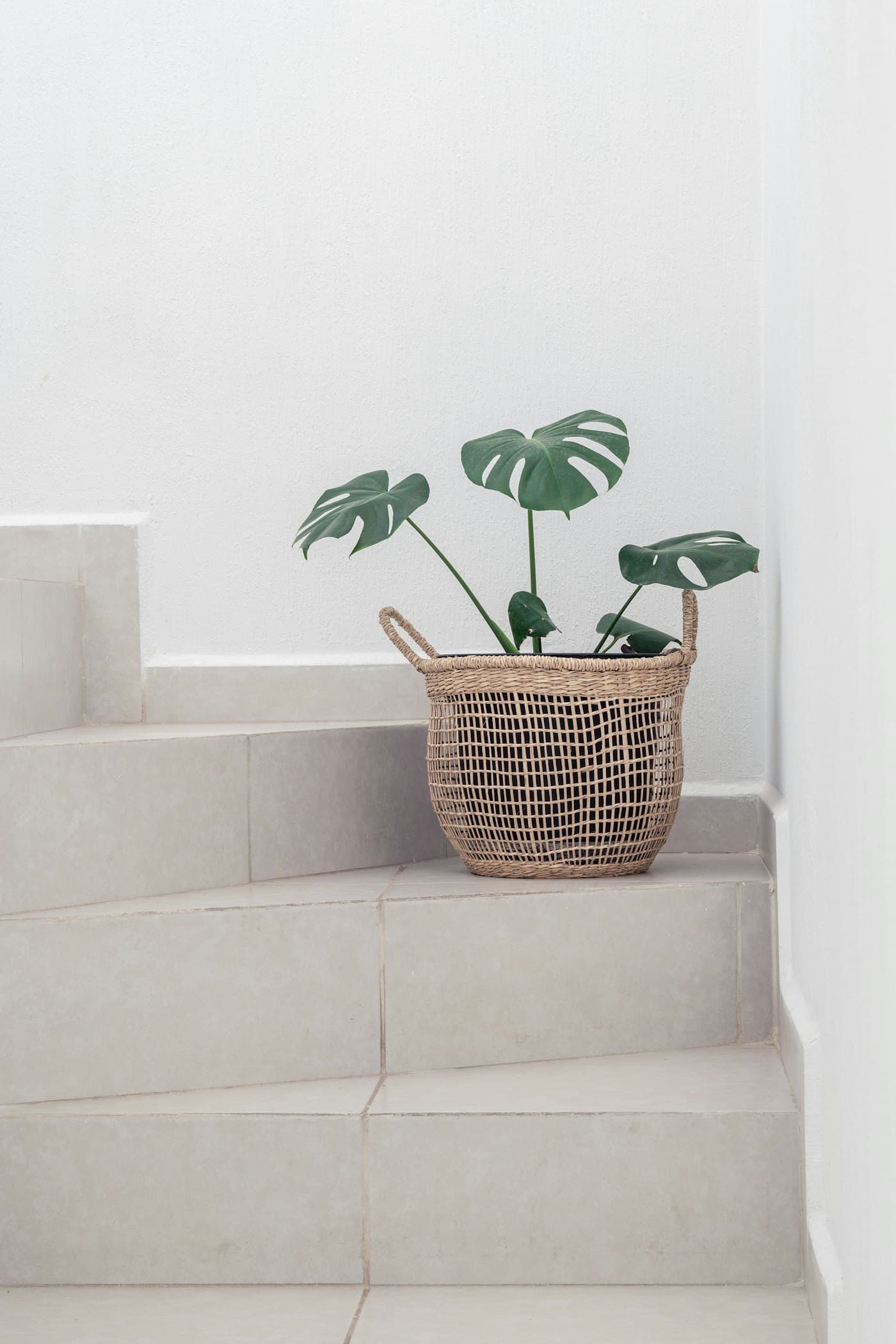Woven seagrass plant basket holding a small monstera on white steps
