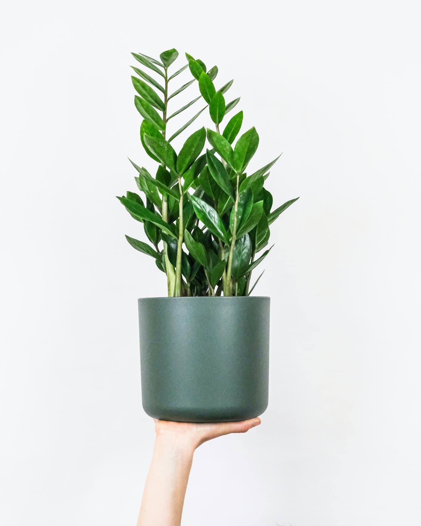 A ZZ plant in a sage green pot, an easy desk companion