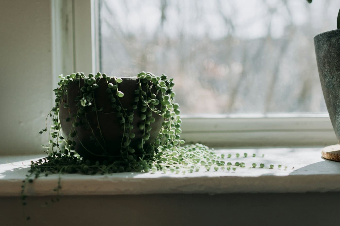 String of pearls trailing from a pot on a bright windowsill