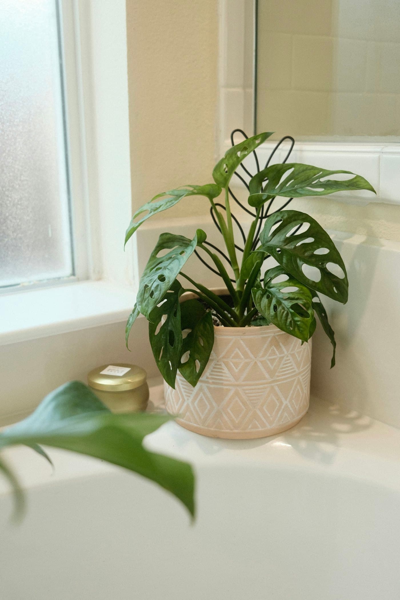 A leafy plant in a patterned pot on a bathroom counter by a frosted window
