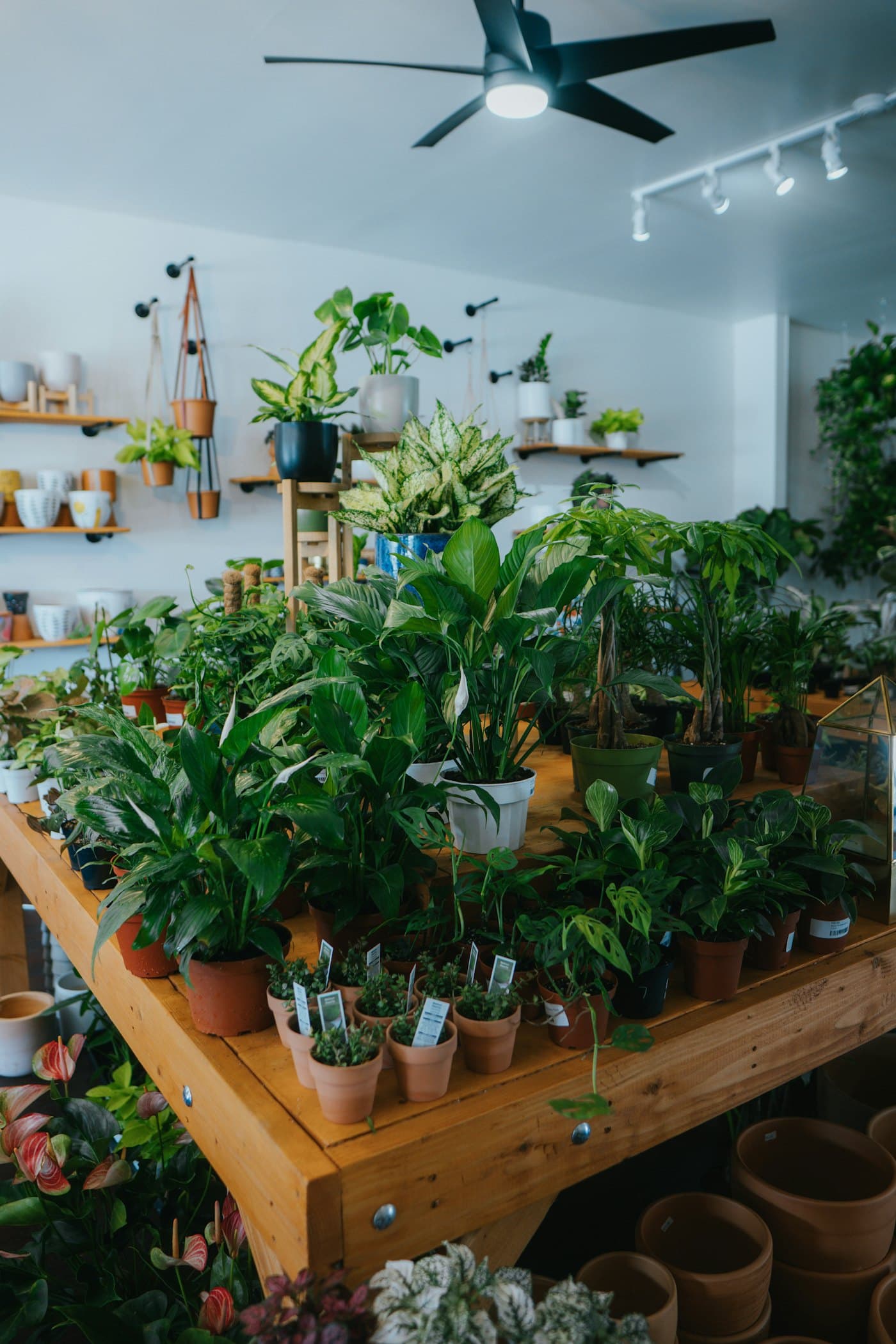Tables and wall shelves crowded with potted houseplants inside a bright plant shop