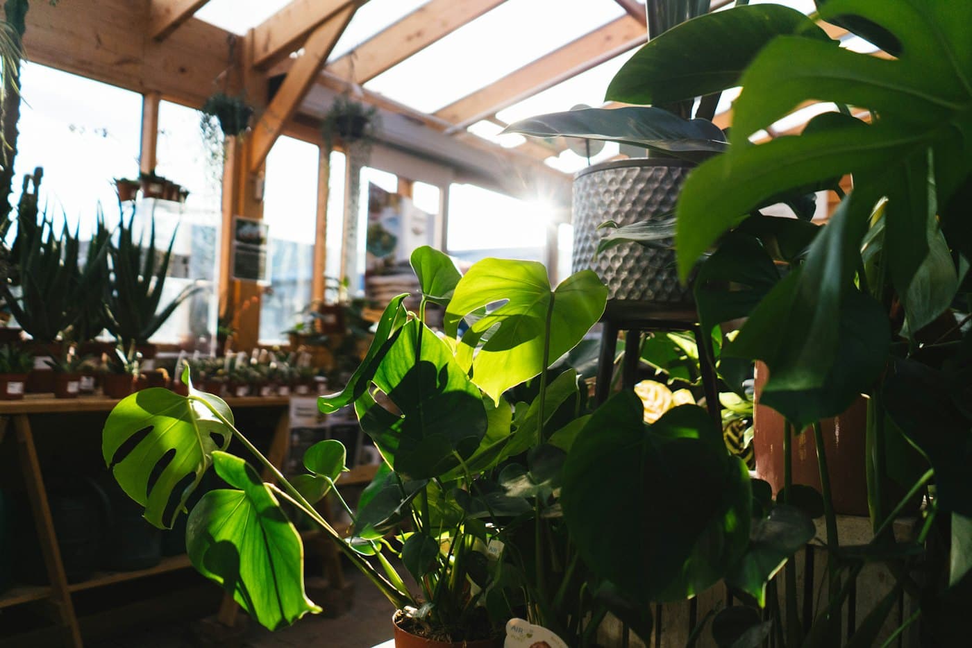 Monstera, pothos and other houseplants on shelves in a sunlit glass plant room