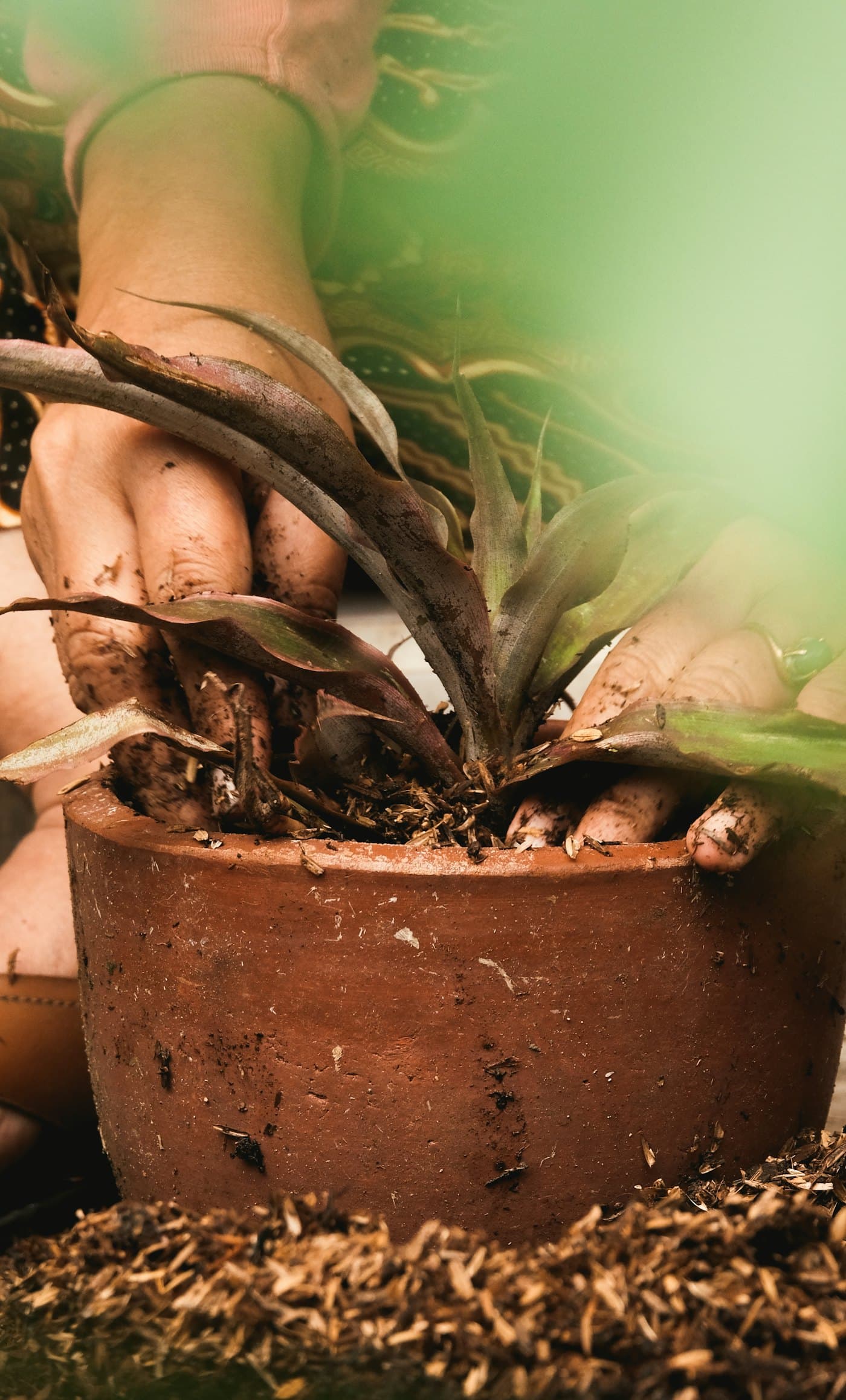 Hands pressing fresh soil around a plant in a terracotta pot